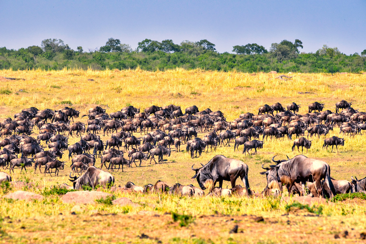 du lịch Kenya tham quan "Cuộc di cư vĩ đại" của linh dương đầu bò