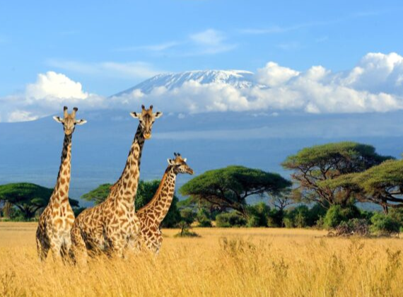 Tour Safari Kenya